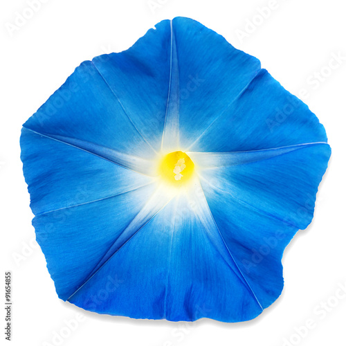 Blue morning glory flower