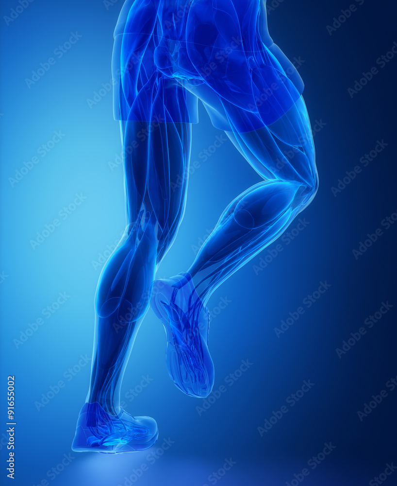 Leg muscles - human muscle anatomy Leg muscles - human muscle anatomy