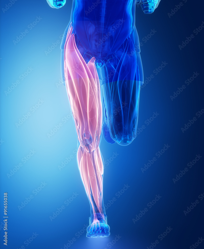 Leg muscles - human muscle anatomy Stock Illustration | Adobe Stock