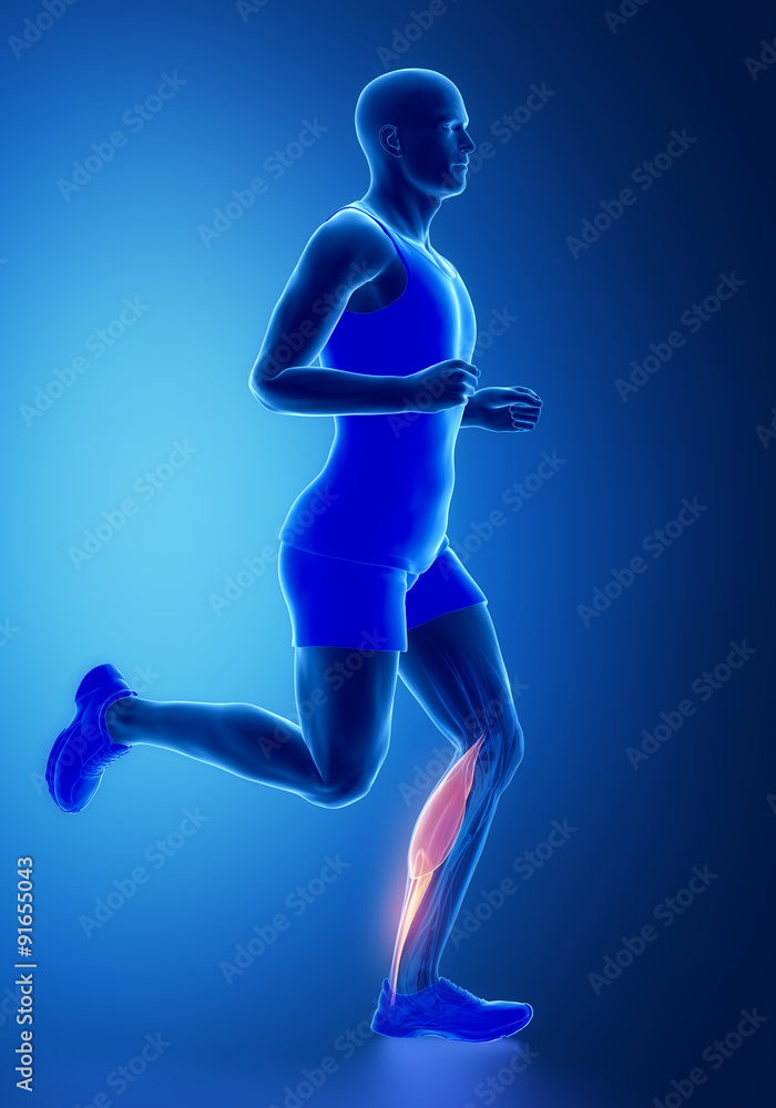 gastrocnemius - human muscle anatomy