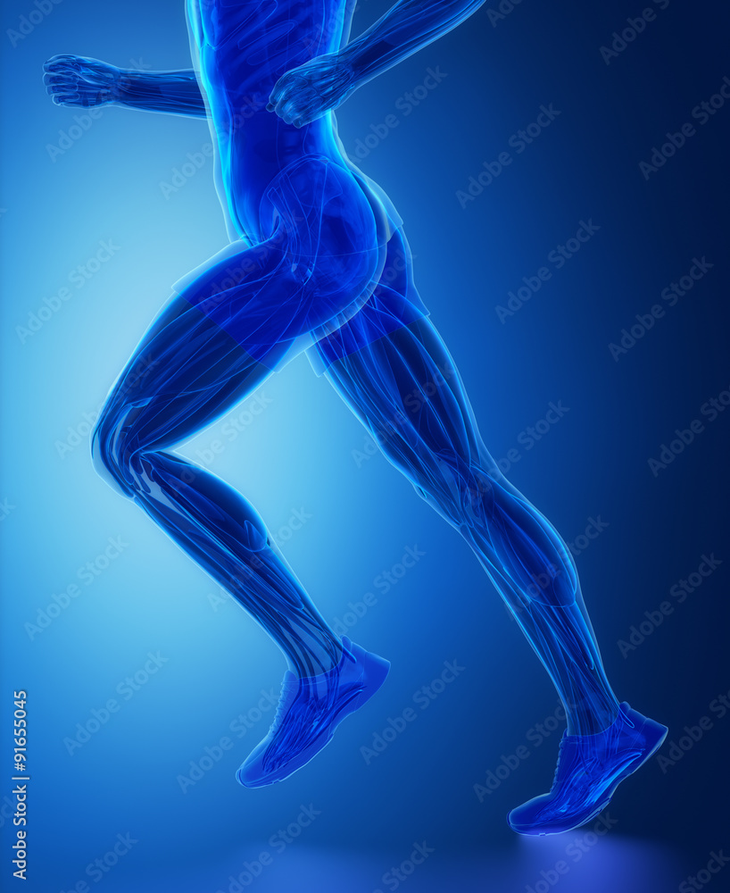 Leg muscles  - human muscle anatomy