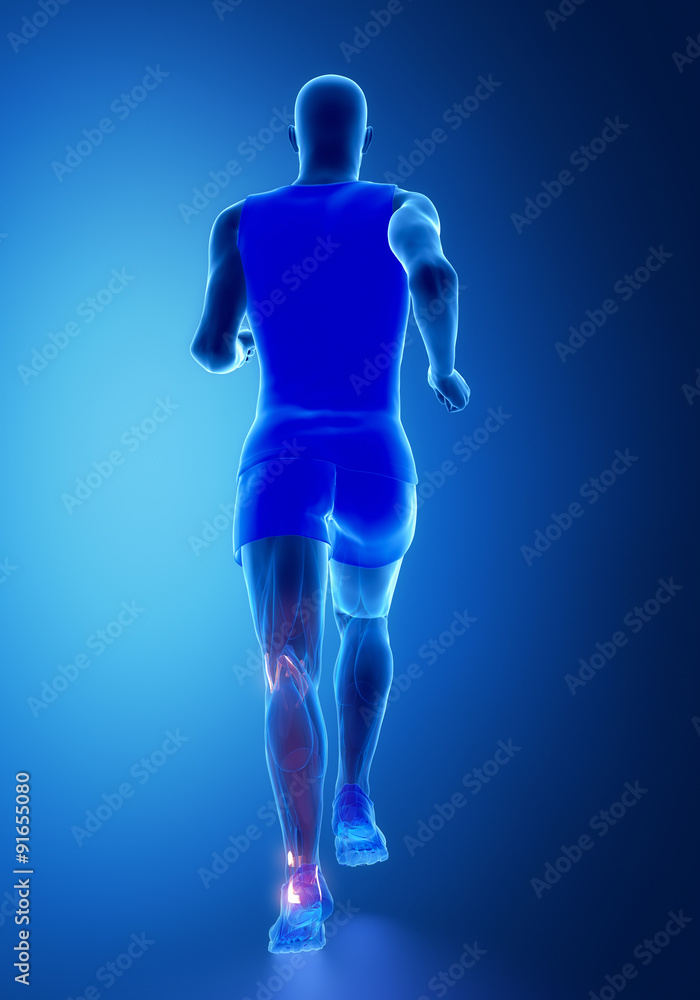 knee and ankle ligaments - human connective tissue anatomy knee and ankle ligaments - human connective tissue anatomy
