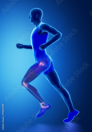 Leg ligaments - human connective tissue anatomy