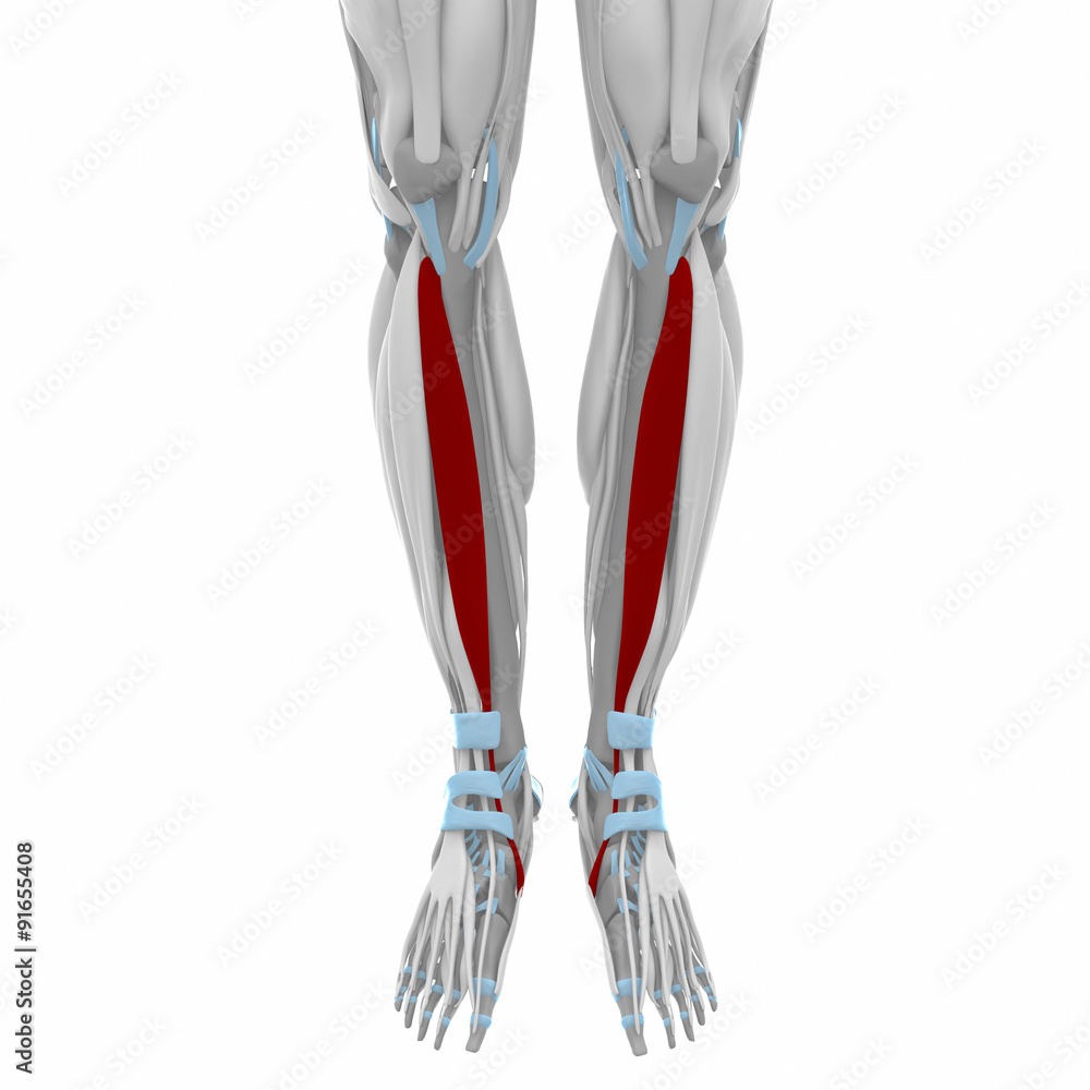 - Muscles anatomy map - Muscles anatomy map