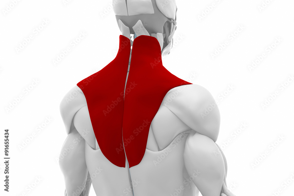 Trapezius Muscles anatomy map Stock Illustration Adobe Stock