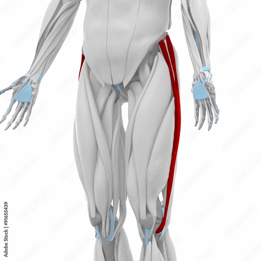 Iliotibial tract - Muscles anatomy map Stock Illustration | Adobe Stock