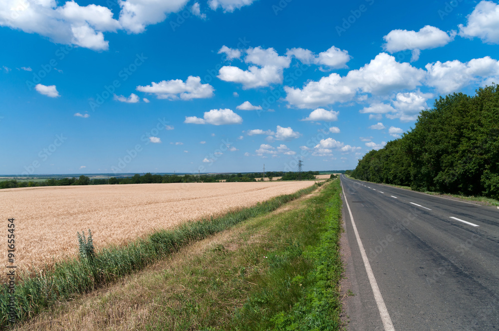Wheat field along the road.