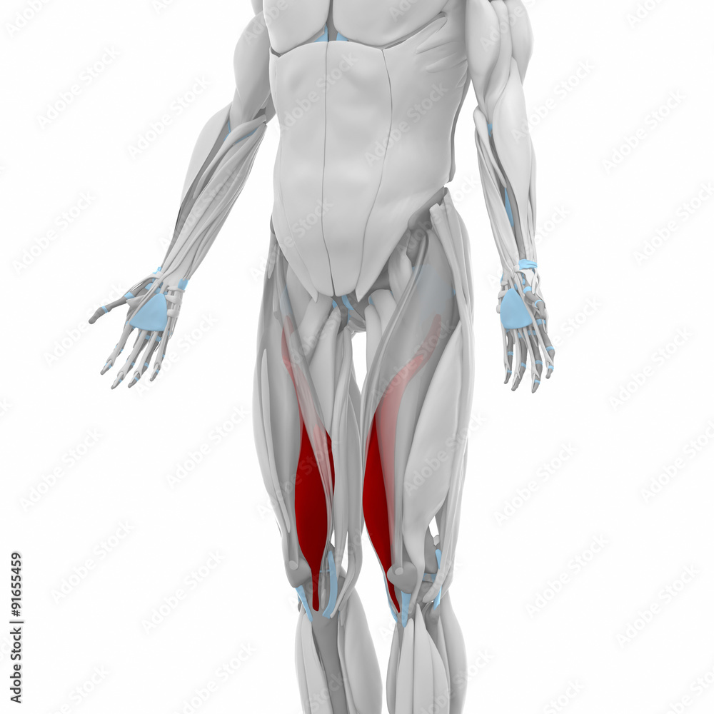 Vastus medialis - Muscles anatomy map Stock Illustration | Adobe Stock