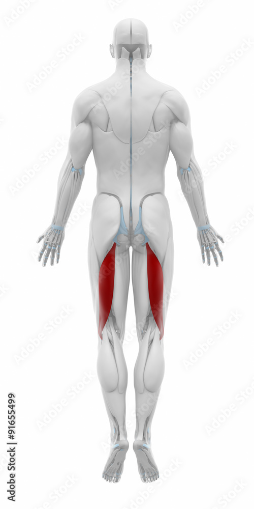 Biceps femoris - Muscles anatomy map Biceps femoris - Muscles anatomy map