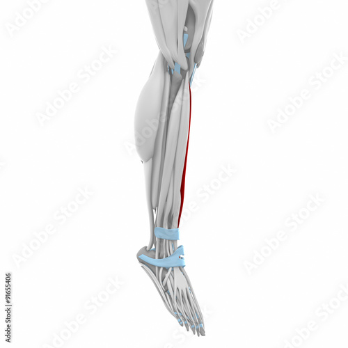 Tibialis anterior - Muscles anatomy map
