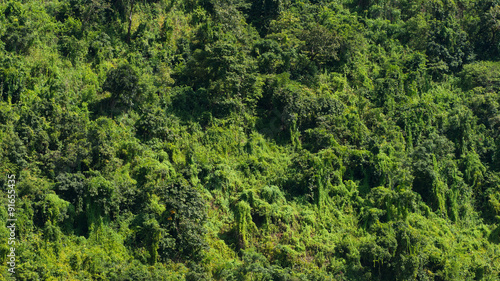 Rain forest in Myanmar