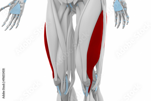 Vastus lateralis - Anatomy map muscles photo