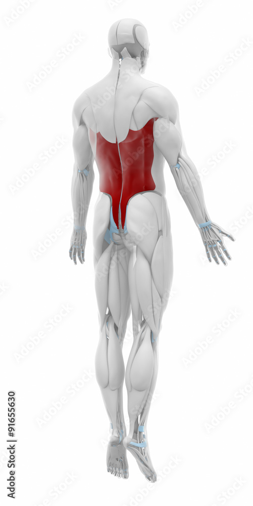 Latissimus dorsi - Muscles anatomy map Latissimus dorsi - Muscles anatomy map