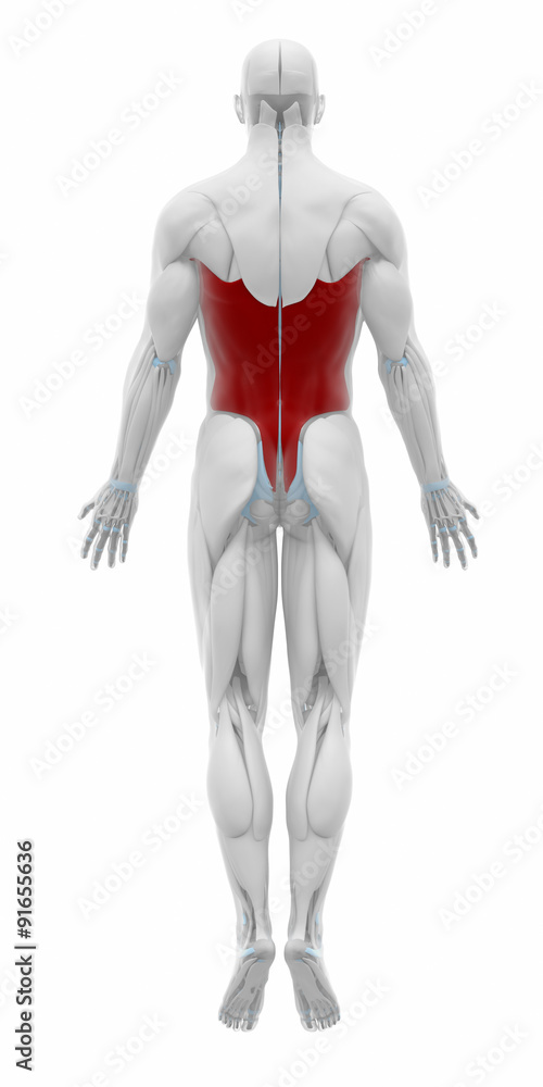 Latissimus dorsi - Muscles anatomy map