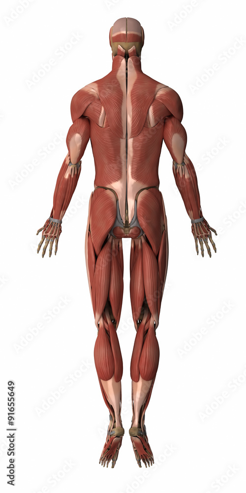 Obraz premium Muscles anatomy map
