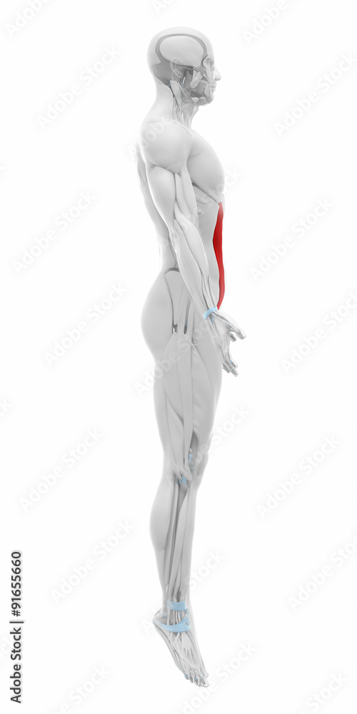external abdominal oblique - Muscles anatomy map external abdominal oblique - Muscles anatomy map