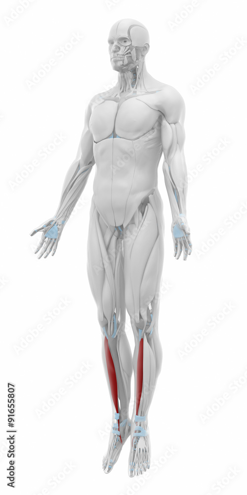 Fototapeta premium Tibialis anterior - Muscles anatomy map