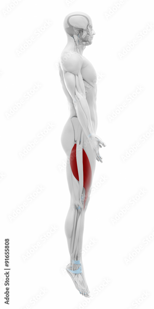 Vastus lateralis - Anatomy map muscles