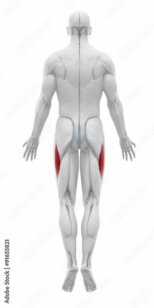 Vastus lateralis - Anatomy map muscles Vastus lateralis - Anatomy map muscles