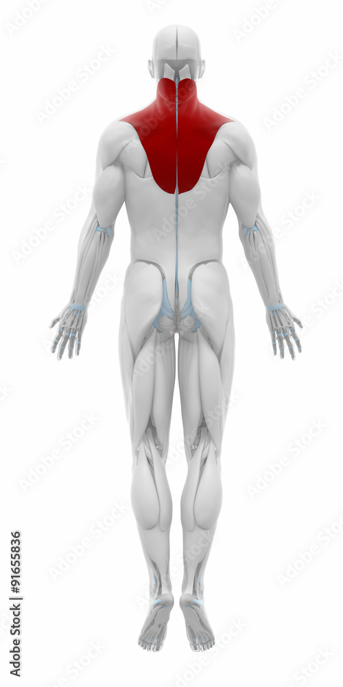 Trapezius Muscles anatomy map Stock Illustration Adobe Stock