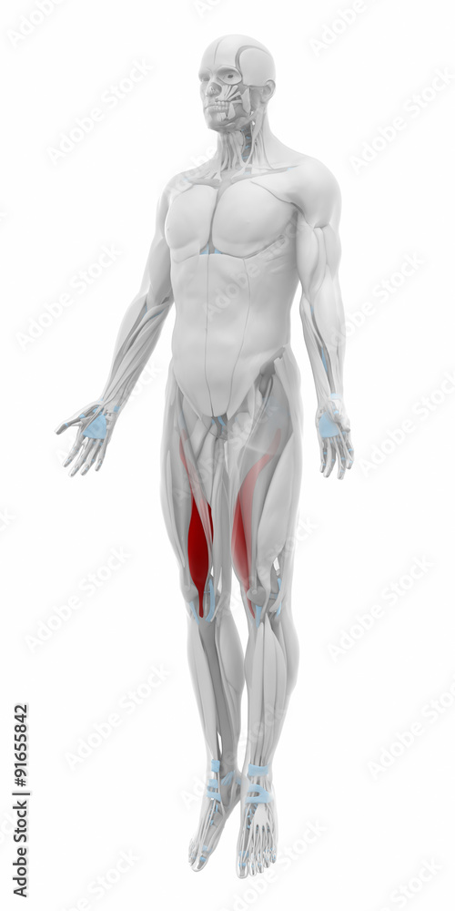 Vastus medialis - Muscles anatomy map