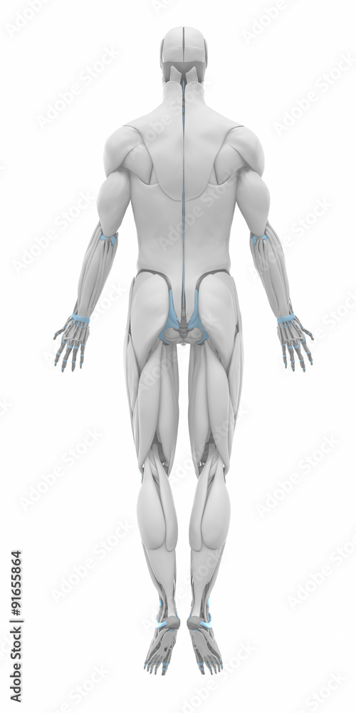 Muscles anatomy map ready for muscle layer from my library