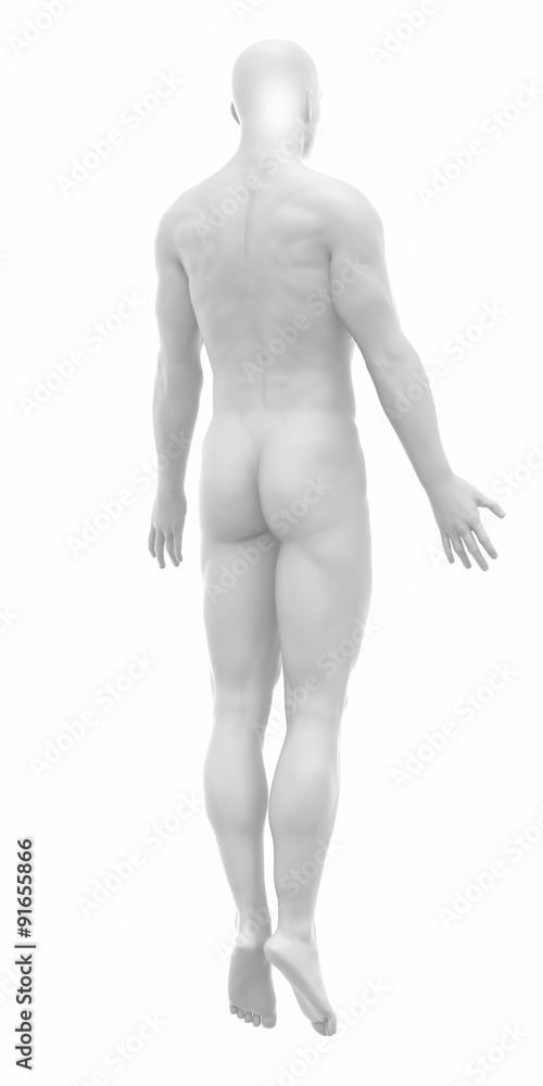 MAle ready to muscle layer from my gallery - Muscles anatomy map MAle ready to muscle layer from my gallery - Muscles anatomy map
