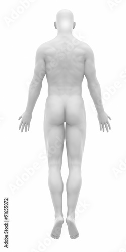 MAle ready to muscle layer from my gallery - Muscles anatomy map