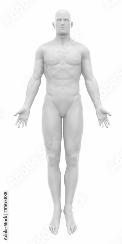 MAle ready to muscle layer from my gallery - Muscles anatomy map