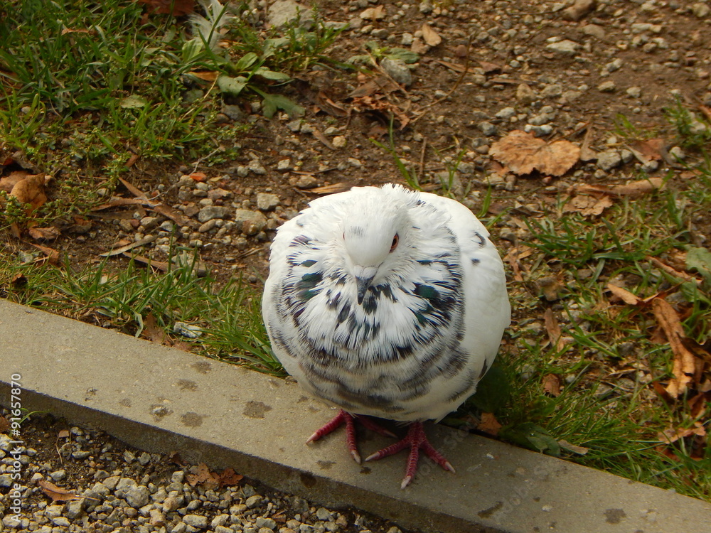 Obraz premium Whit dove