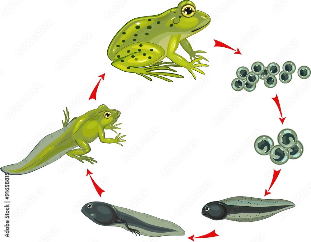 Obraz premium Cykl życia żaby