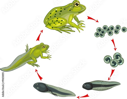 Life cycle of frog