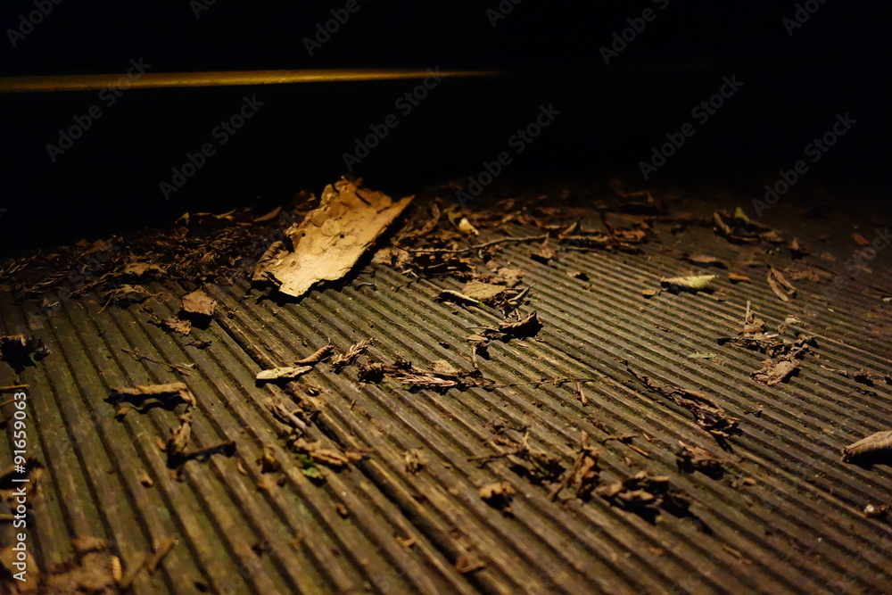 Fototapeta premium 秋の訪れ”Autumn is coming”