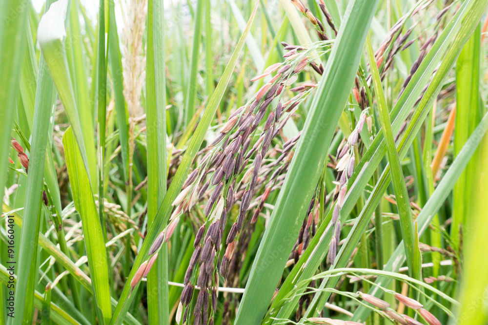 Obraz premium Organic Thai rice berry farm in Thailand