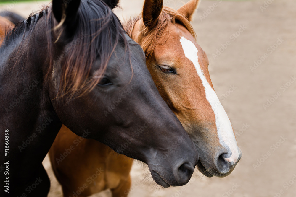 Herd of horses in a stable