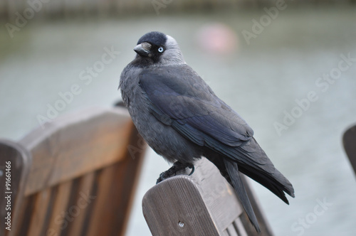 Jackdaw © malger