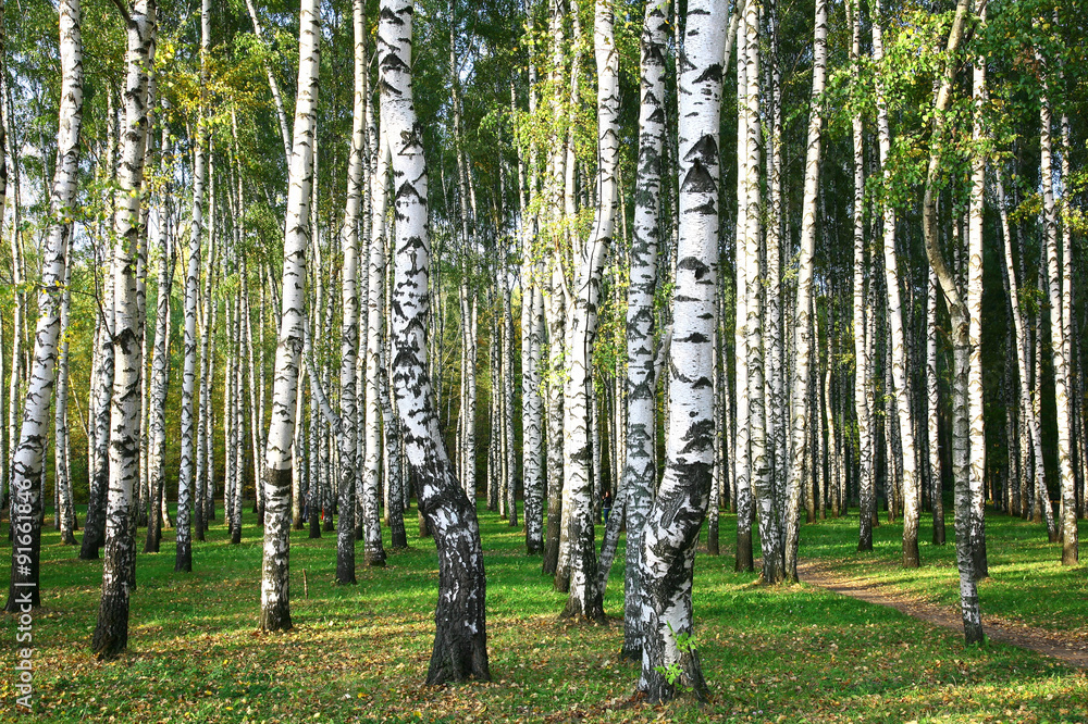 Obraz premium Evening autumn birch forest