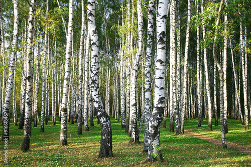 Fototapeta Naklejka Na Ścianę i Meble -  Evening autumn birch forest