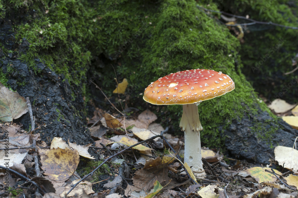 Fototapeta premium Toadstool mushroom