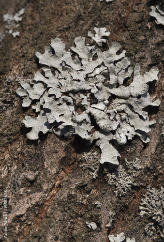 Lichen on a tree