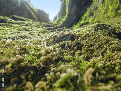 vegetation in Iceland