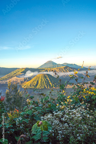 Bromo volcano at sunrise,Tengger Semeru National Park, East Java, Indonesia with beautiful flower as foreground. View from Penanjakan 2