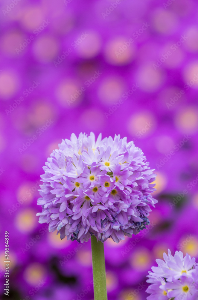 Blooming drumstick primrose with blurred flowers background Blooming drumstick primrose with blurred flowers background