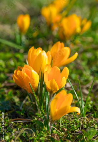 Bunch of yellow crocuses in the spring