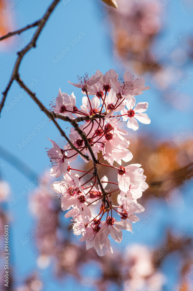 Fototapeta premium Pink cherry plum flowers on a blue sky background