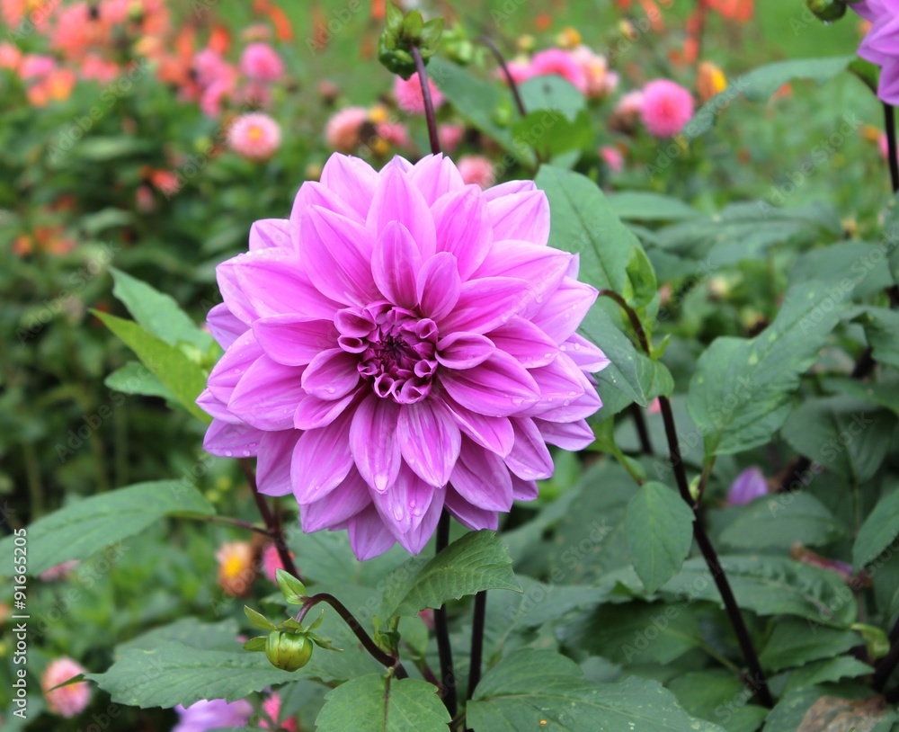 Obraz premium Dahlia