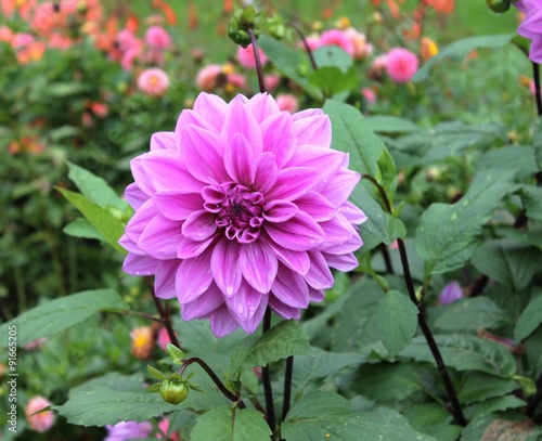 Dahlia