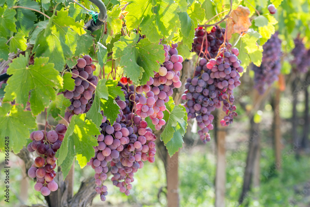 Dessert Grape, ripe and ready for harvest. Variety 