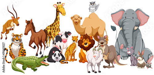 Photography Different kind of wild animals