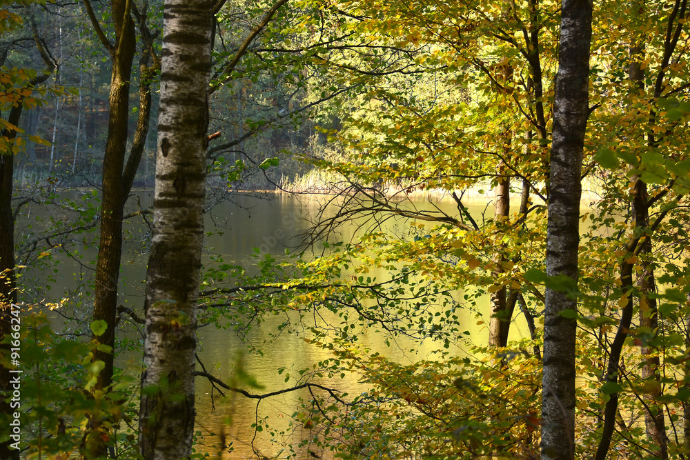 Fototapeta premium View on lake through the autumn trees in Debowo near Biskupiec.